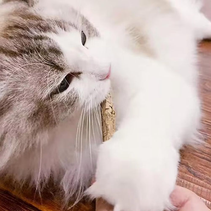 Two cats sharing the MyClawch scratcher couch